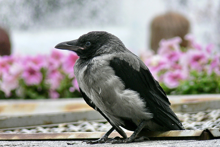 До чого сниться ворона: основне значення по соннику, що означає дохла чи жива, чи багато, чи мало птахів у сні