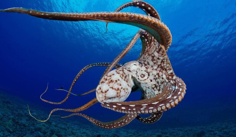 До чого сниться восьминіг: великий спрут під водою, жінкам і чоловікам, тлумачення по сонникам