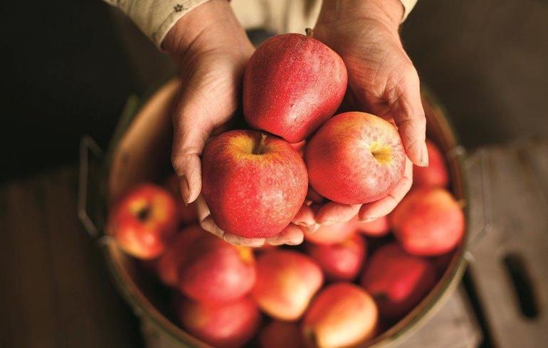 До чого сниться є яблука: трактування сну за різними сонникам, що означає збирати або готувати смачні плоди