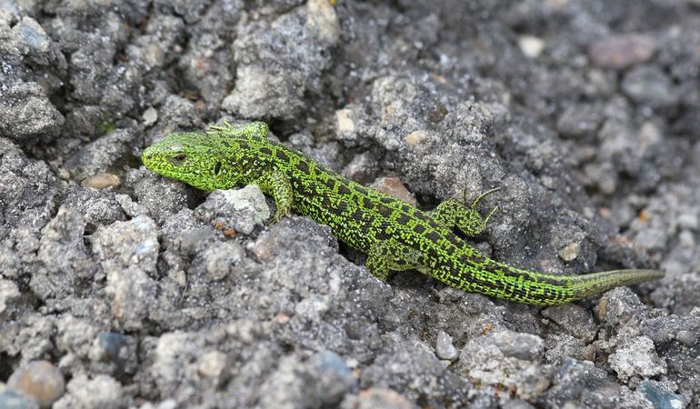 До чого сниться ящірка: значення сну для жінок і чоловіків за сонником, детальна характеристика