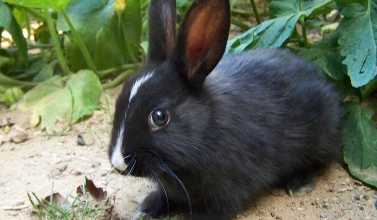 До чого сниться заєць: значення снів з білим, сірим і чорним тварин у лісі або на руках, тлумачення по сонникам