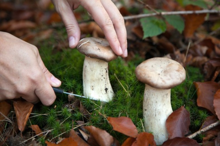 До чого сниться збирати гриби в лісі в сні: тлумачення по сонникам