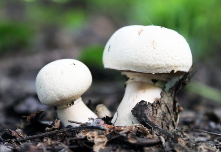До чого сниться збирати гриби в лісі в сні: тлумачення по сонникам
