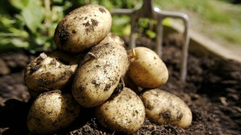 До чого сниться збирати картоплю руками: значимість сну про город і визначення його таємного сенсу