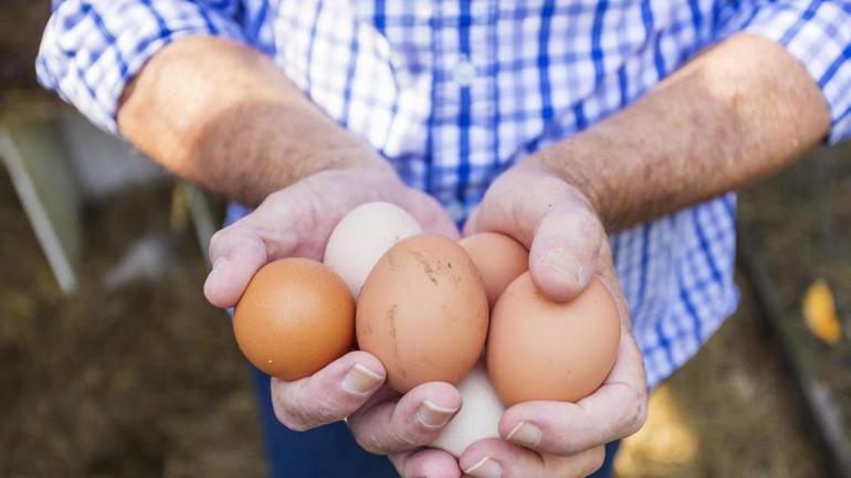 До чого сниться збирати яйця: значення сну, в якому приснився курник і багато яєчок, тлумачення по сонникам