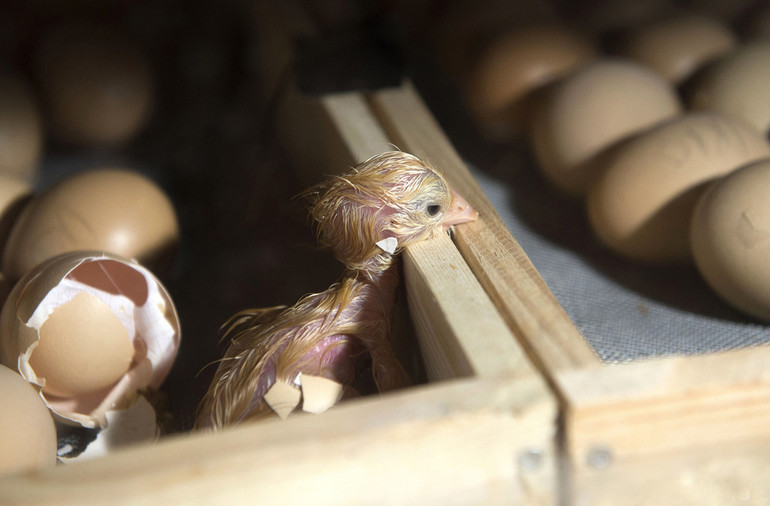 До чого сниться збирати яйця: значення сну, в якому приснився курник і багато яєчок, тлумачення по сонникам