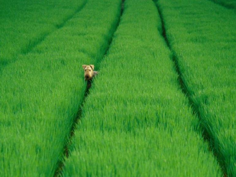 До чого сниться зелена трава: значення сну, в якому наснилося ходити по газону, збирати рослини руками