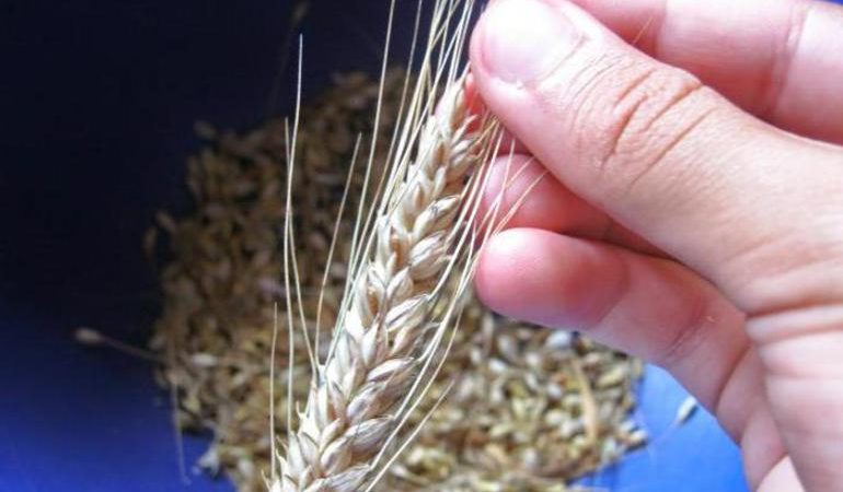 До чого сниться зерно: значення сну, в якому приснилася пшениця чи інші злаки в мішку або розсипом