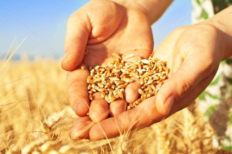 До чого сниться зерно: значення сну, в якому приснилася пшениця чи інші злаки в мішку або розсипом