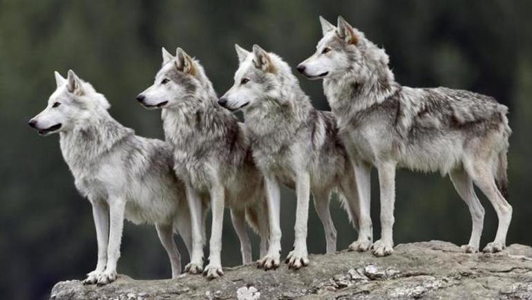 До чого сниться зграя вовків: тікати від звірів, коли пробігають повз, тлумачення з сонників