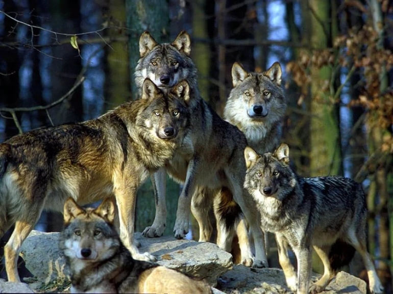До чого сниться зграя вовків: тікати від звірів, коли пробігають повз, тлумачення з сонників