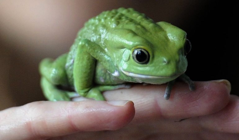 До чого сниться жаба: тлумачення сну з маленькою, великий, дохлої або отруйною жабою за різними сонникам
