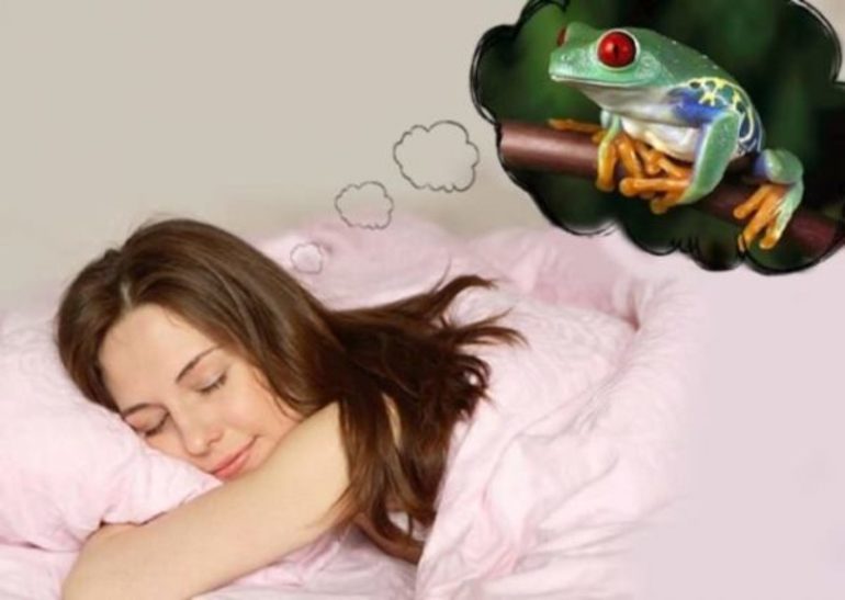 До чого сниться жаба: тлумачення сну з маленькою, великий, дохлої або отруйною жабою за різними сонникам