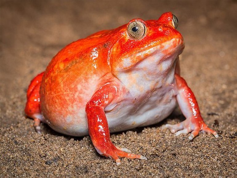 До чого сниться жаба: тлумачення сну з маленькою, великий, дохлої або отруйною жабою за різними сонникам