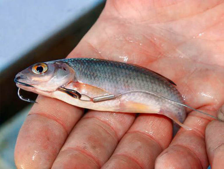 До чого сниться жива риба: значення плаваючої в чистій воді рибки, дівчата і чоловіки