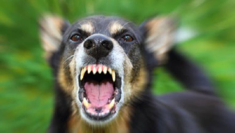 До чого сниться злий собака: тлумачення сонників, тварина намагається напасти, бачити пса на ланцюгу