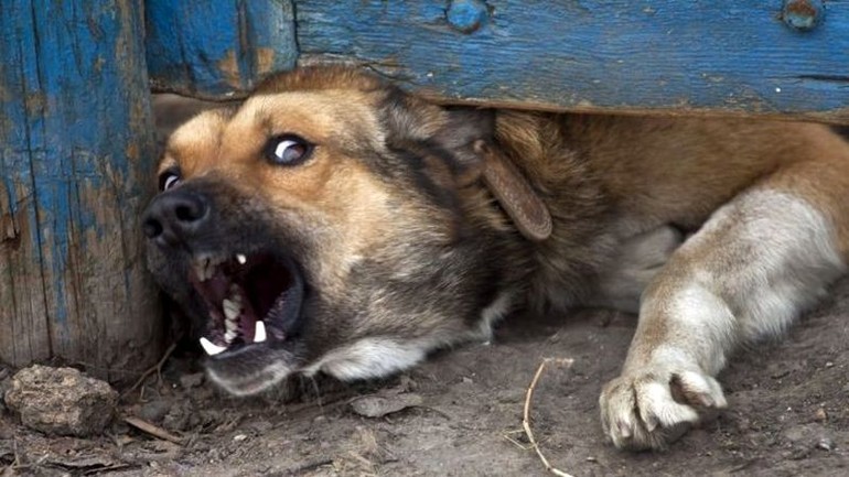 До чого сниться злий собака: тлумачення сонників, тварина намагається напасти, бачити пса на ланцюгу