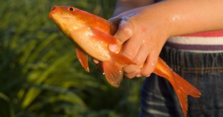 До чого сниться золота рибка у сні: тлумачення різних сонників, бачити її в акваріумі