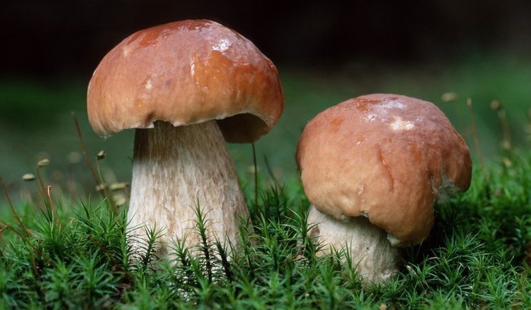 До чого сняться білі гриби: значення по соннику для чоловіків, дівчат і заміжніх жінок