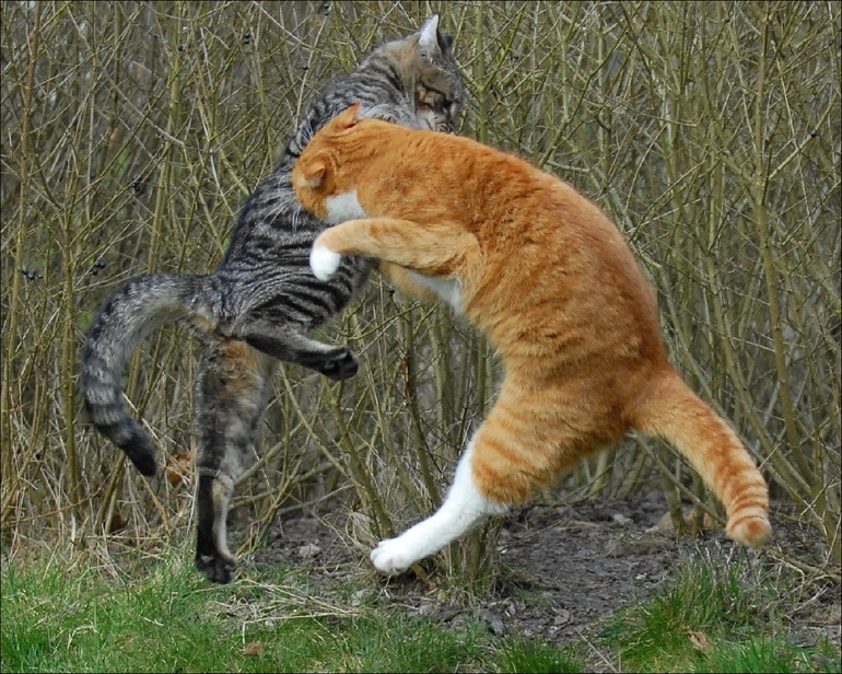 До чого сняться б’ються кішки: тлумачення побаченого уві сні бійки між тваринами