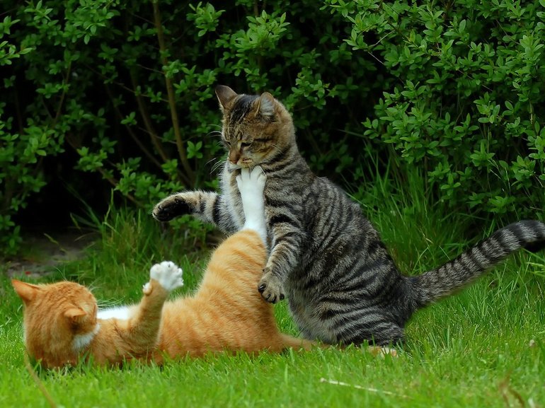До чого сняться б’ються кішки: тлумачення побаченого уві сні бійки між тваринами