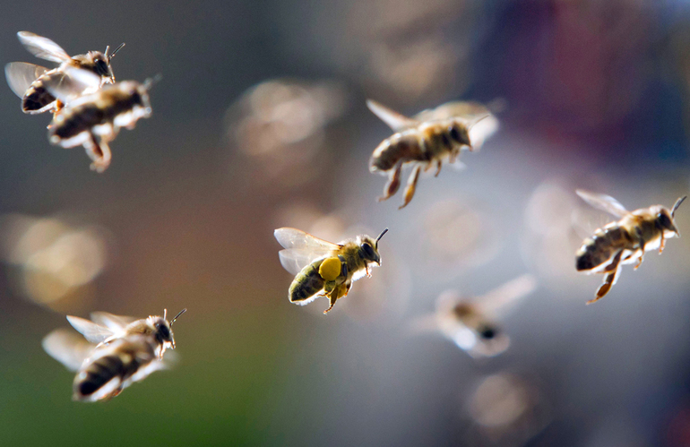 До чого сняться бджоли: тлумачення сонників, що означає бджолиний укус уві сні