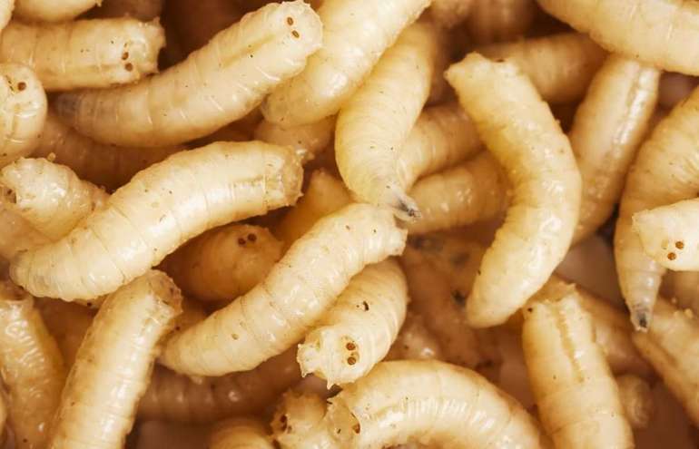 До чого сняться черв’яки: білі опариші на шкірі і тілі, в грибах і яблуках