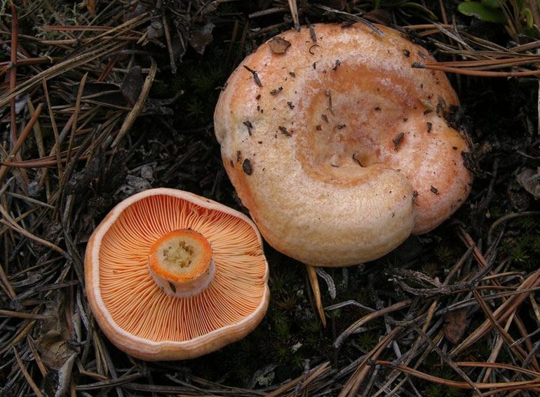 До чого сняться червиві гриби: збирати чи є дари лісу, інтерпретація сонників