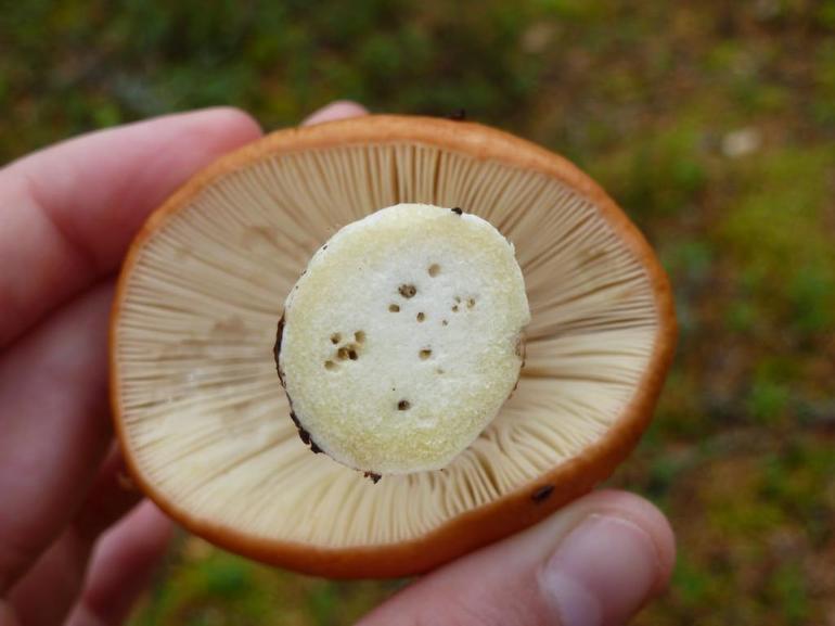 До чого сняться червиві гриби: збирати чи є дари лісу, інтерпретація сонників