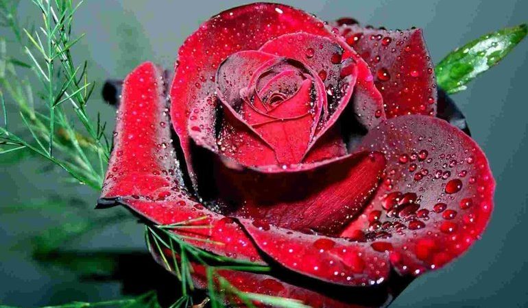 До чого сняться червоні троянди: тлумачення по сонникам, значення бачень для жінок і чоловіків