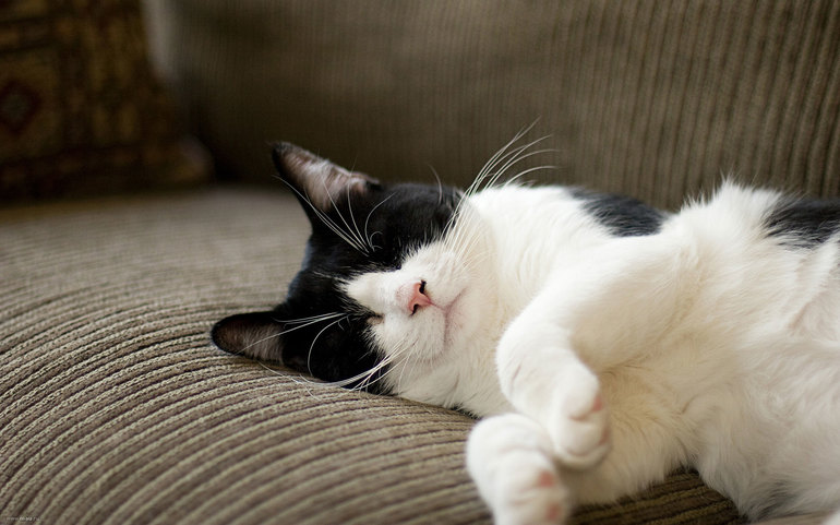 До чого сняться чорно-білий кіт, кішка людині: тлумачення сонників