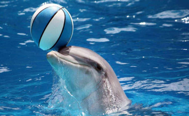 До чого сняться дельфіни: тлумачення приснився морських мешканців різними сониками, що означає зграя