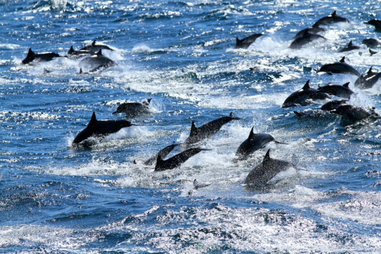 До чого сняться дельфіни: тлумачення приснився морських мешканців різними сониками, що означає зграя