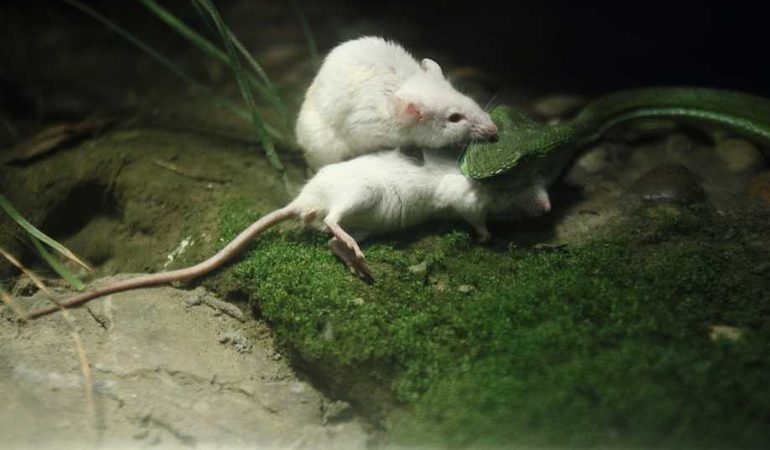 До чого сняться дохлі миші чоловікам і жінкам: тлумачення Ванги, Ісламського та інших сонників