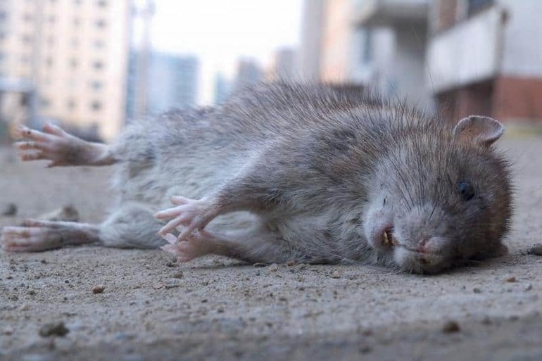 До чого сняться дохлі пацюки: тлумачення сну з сірими, білими і чорними мертвими гризунами по соннику