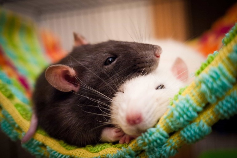 До чого сняться дохлі пацюки: тлумачення сну з сірими, білими і чорними мертвими гризунами по соннику