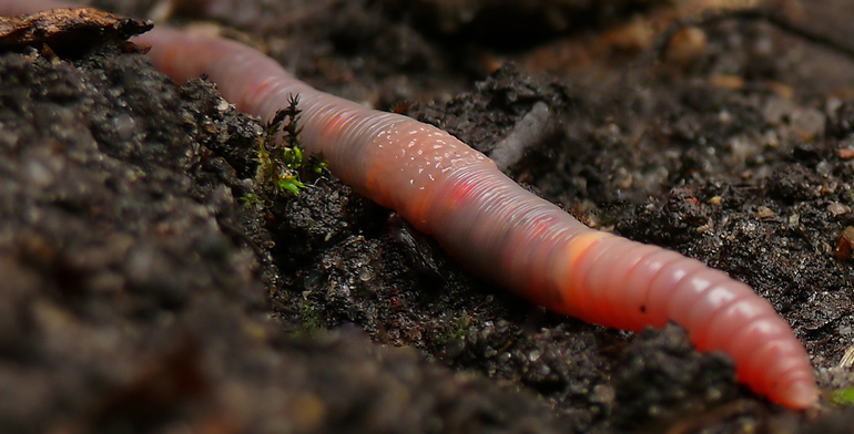 До чого сняться дощові черв’яки: тлумачення сонники, що означають членистоногі в землі або їжі