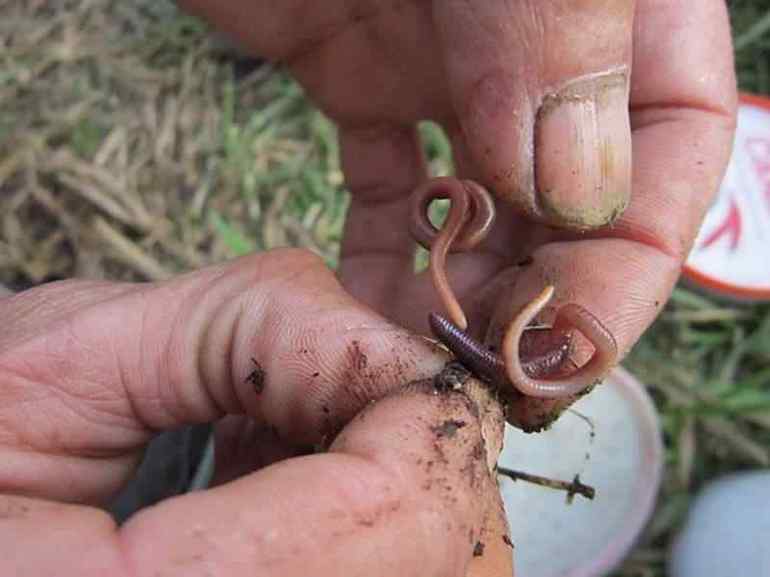 До чого сняться дощові черв’яки: тлумачення сонники, що означають членистоногі в землі або їжі
