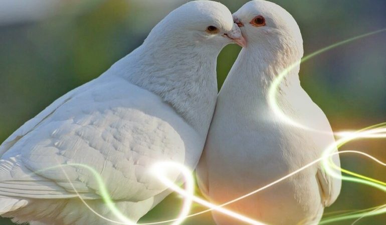 До чого сняться голуби: значення по сонникам, тлумачення по інтерпретатору Міллера