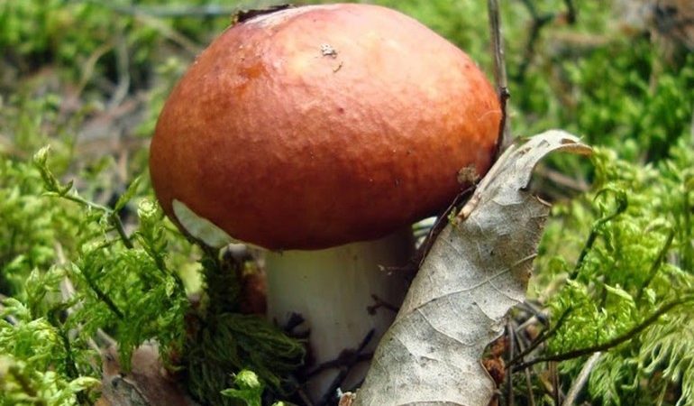 До чого сняться гриби: значення збору для чоловіків і жінок, тлумачення по соннику Фрейда, Лоффа і Міллера