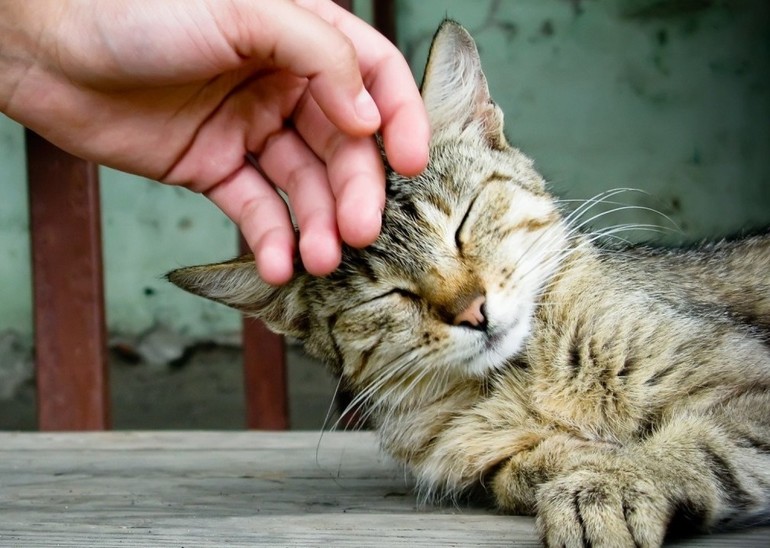 До чого сняться кішки і собаки: різні трактування, що означає побачити багато тварин разом, значення соннику