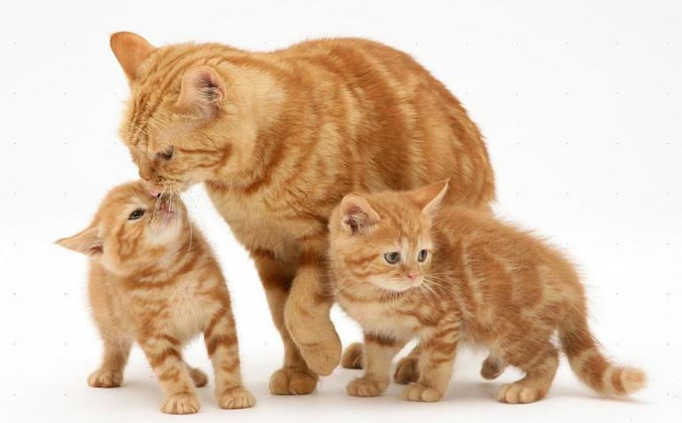 До чого сняться кішки та кошенята: основні тлумачення сонників, особливості значення для чоловіка і жінки