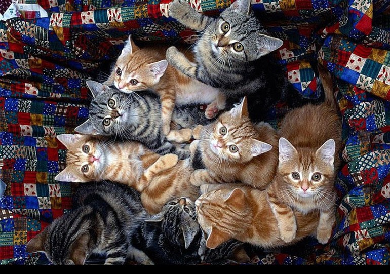 До чого сняться кішки жінці: тлумачення снів фахівцями і сониками, якщо приснилася кішка, багато кішок або кошенята