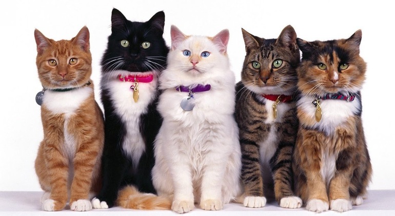 До чого сняться кішки жінці: тлумачення снів фахівцями і сониками, якщо приснилася кішка, багато кішок або кошенята