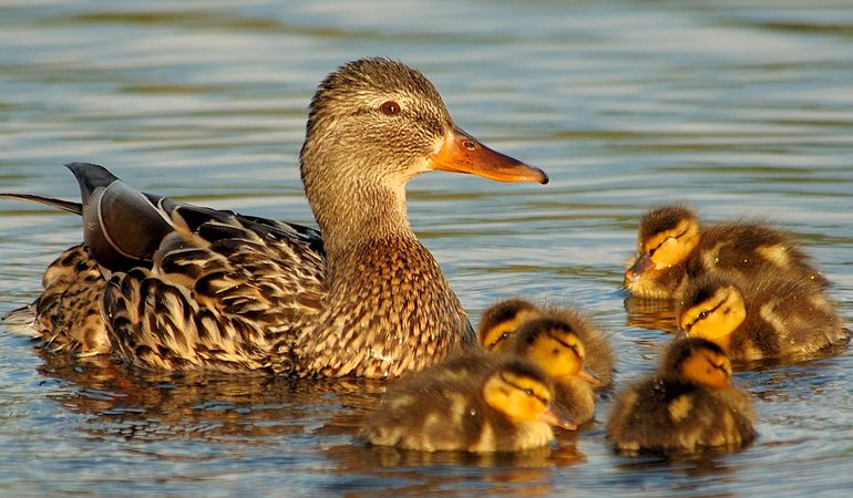 До чого сняться качки: живі і мертві, на воді і в повітрі, що означає за сонником полювати і ловити птаха