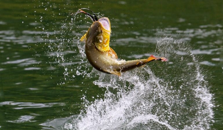 До чого сняться карасі: великі і маленькі, тлумачення для чоловіків і жінок, значення по сонникам