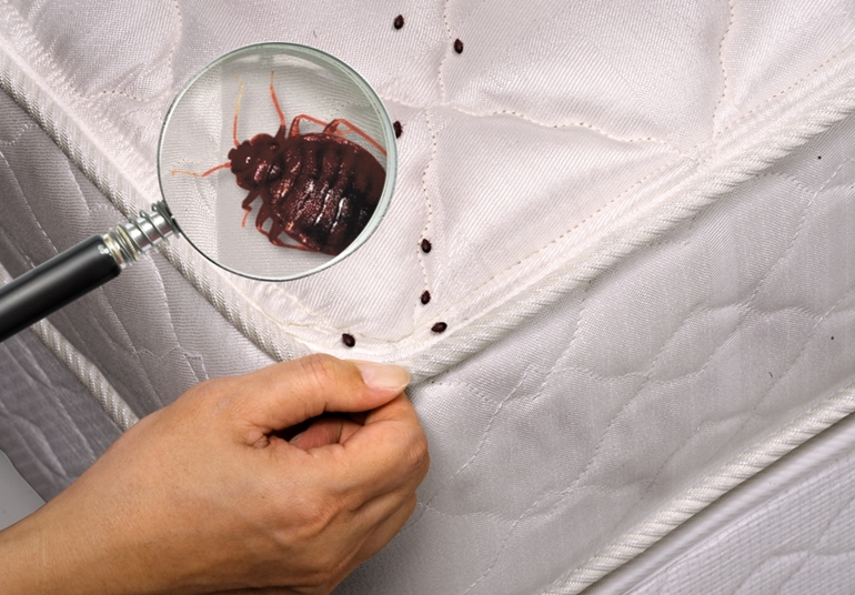 До чого сняться клопи: загальне тлумачення по соннику, що означає тиснути комах в ліжку і на тілі