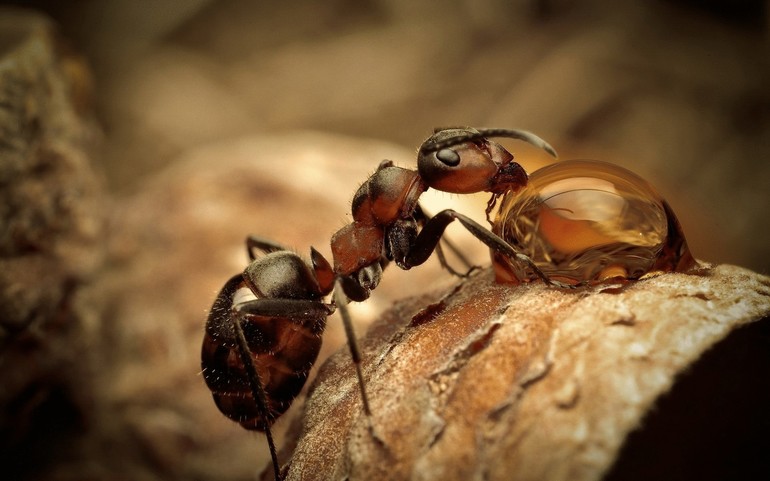 До чого сняться комахи: їх поява в нічних видіннях чоловіків і жінок, тлумачення сонників