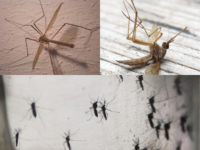 До чого сняться комарі: велика кількість комах у сні, укуси в сновидіннях, пояснення по соннику