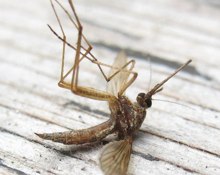 До чого сняться комарі: велика кількість комах у сні, укуси в сновидіннях, пояснення по соннику